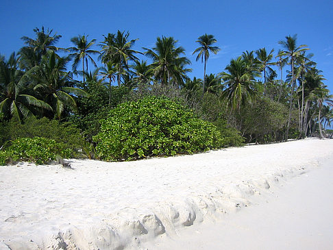 Fotos Pflanzen am Strand | 