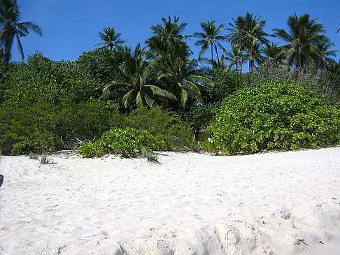 Pflanzen am Strand