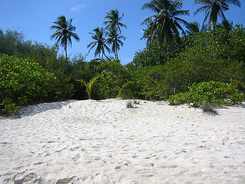 Foto Pflanzen am Strand