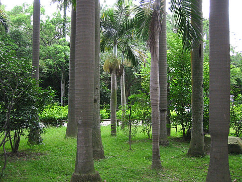 Foto Botanischer Garten - Taipeh