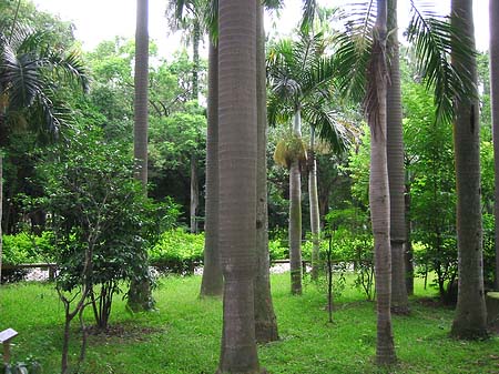 Fotos Botanischer Garten | Taipeh